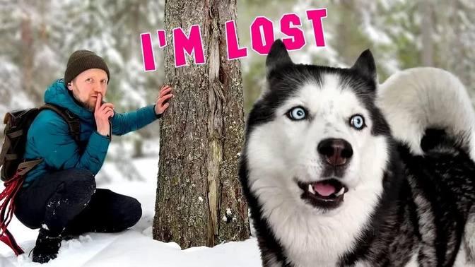 Husky Lost Me In the Forest! Hide And Seek With Dogs | Videos | North ...