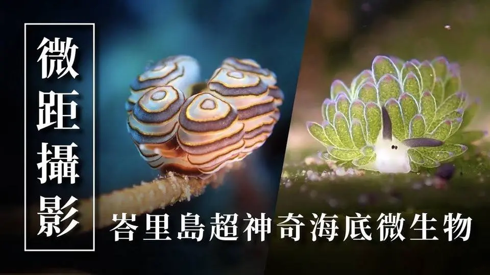 没看过真的太可惜！峇里岛超可爱海底微生物来了！