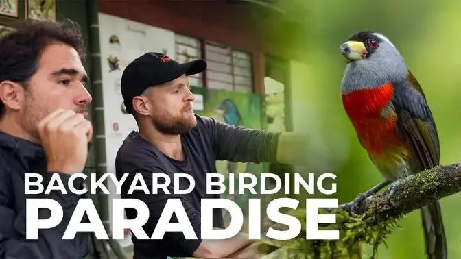 The Best Backyard Birding in the World | New Episode Promo