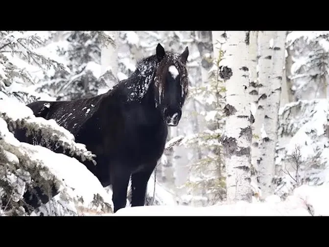 Wild Horses in a Winter Wonderland