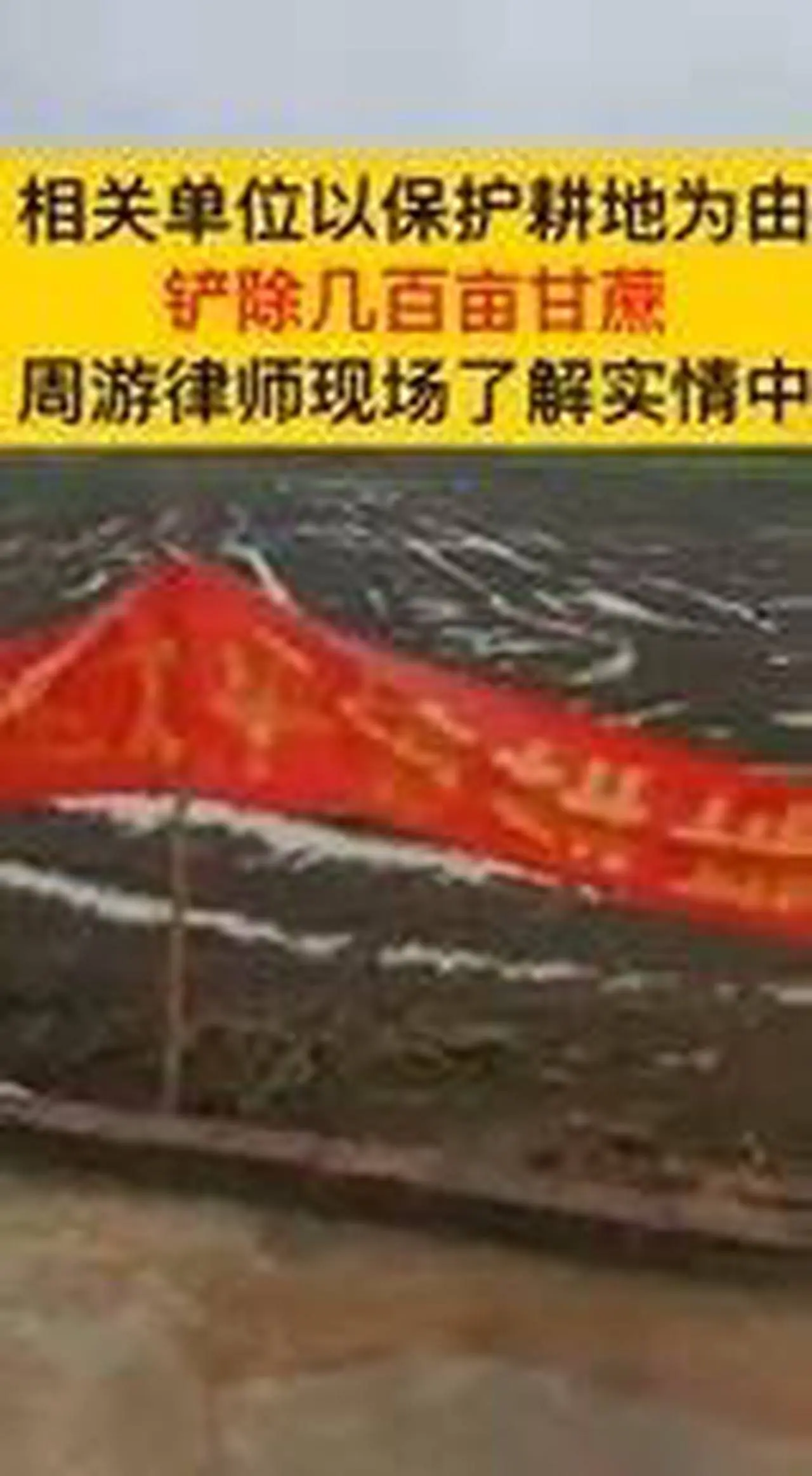 广东清远 为「保粮」砍农家几百亩甘蔗