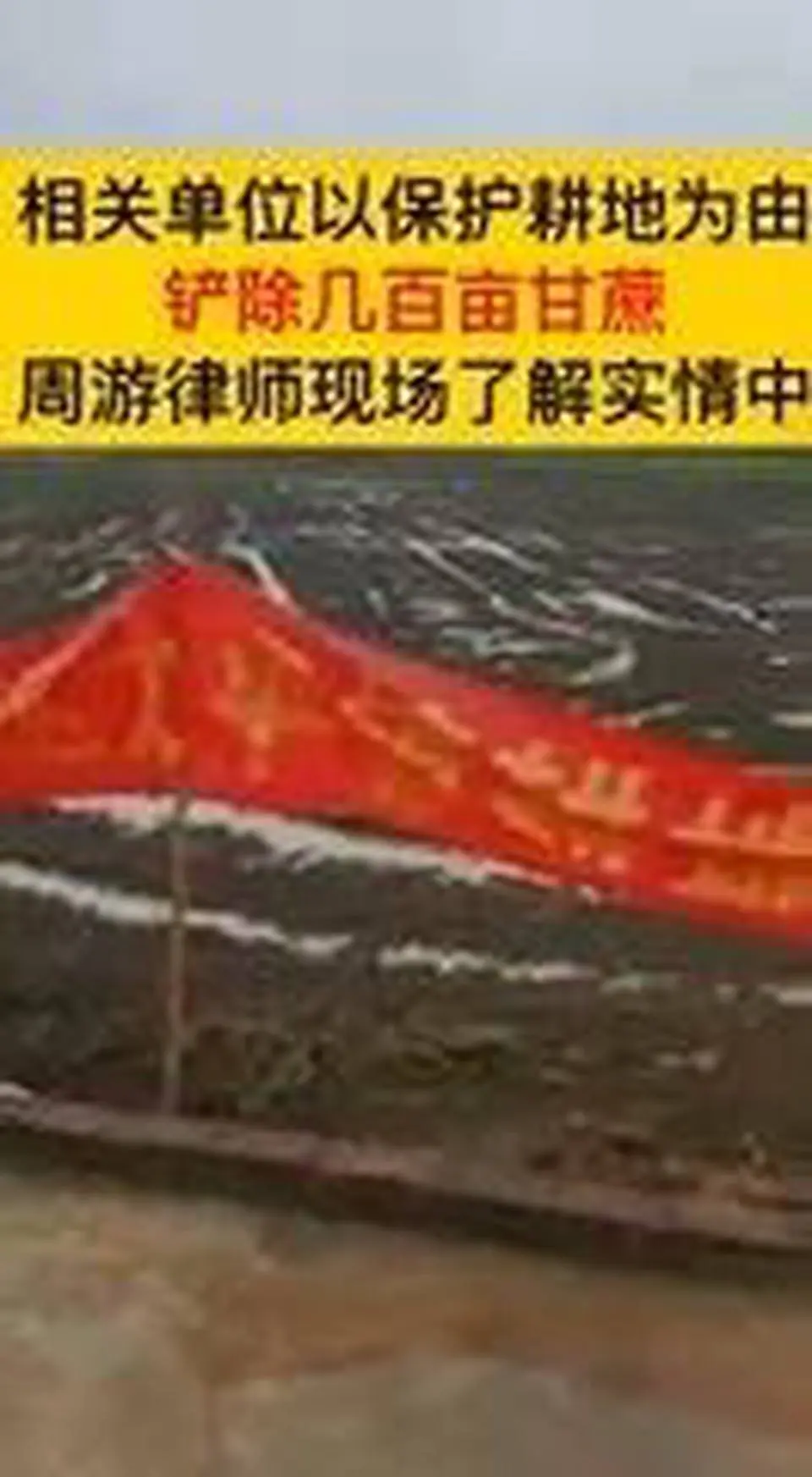 广东清远 为「保粮」砍农家几百亩甘蔗