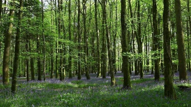 A Short Meditation-20 mins of Relaxing Nature Sounds-Birdsong Relaxation-Sound of Forest Bird Noise
