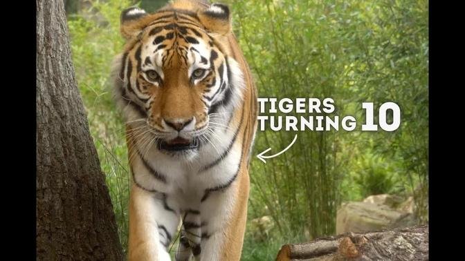 TERRIFIC Tigers Turn 10! | World of Animals