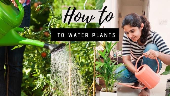  Correct Way of Watering Plants| Gardening Basics Part 3