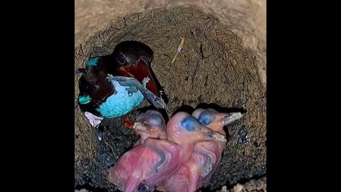 #birds #nest #babybird #birdnest #animals