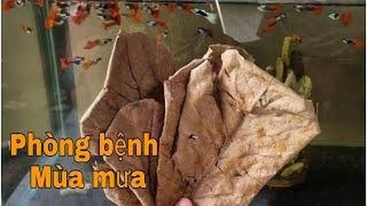 -Bí Kiếp phòng bệnh hiệu quả cho cá bằng lá bàng người mới nuôi nên biết _ Đạt Tv