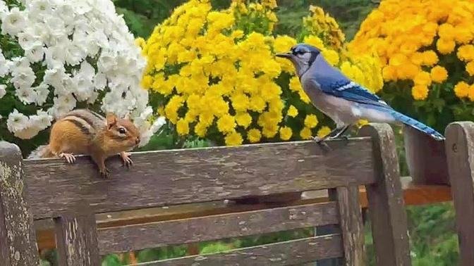 Can Chipmunk And Blue Jay Get Along? | Videos | ChooChoo's Story | Gan