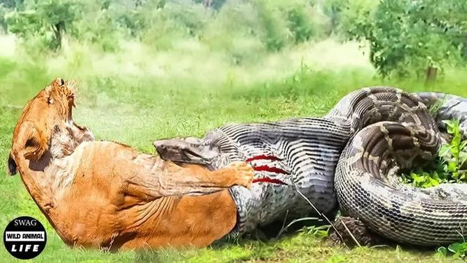 Python Is Too Aggressive To Attack Injured Lion And What Happens Next ...