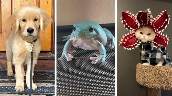 Best Funniest Animals Video of 2022 πΉ Cute Cats & Funny Dogs πΆ Videos! Best Funniest Animals Video of 2022 πΉ Cute Cats & Funny Dogs πΆ Videos!