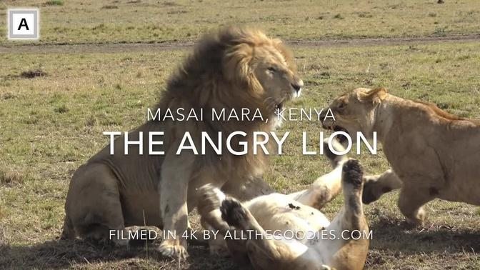 The Angry Lion in Masai Mara (natural sound, 4K version), Kenya | allthegoodies.com