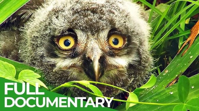 Baby Animals Discovering Their World | Episode 6 | Free Documentary Nature