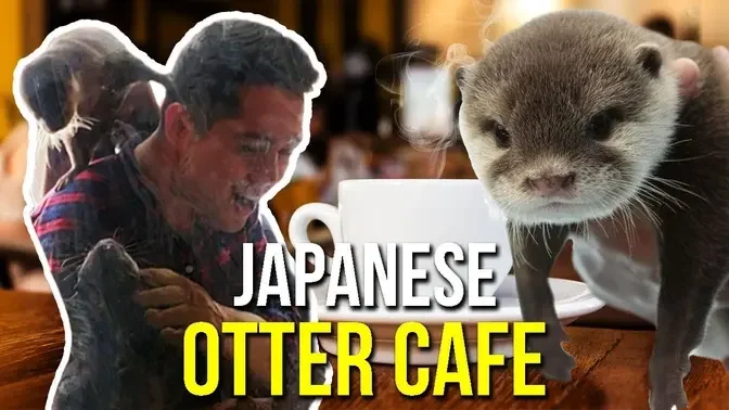 Japanese Otter Cafe! - They Climbed ON Me!