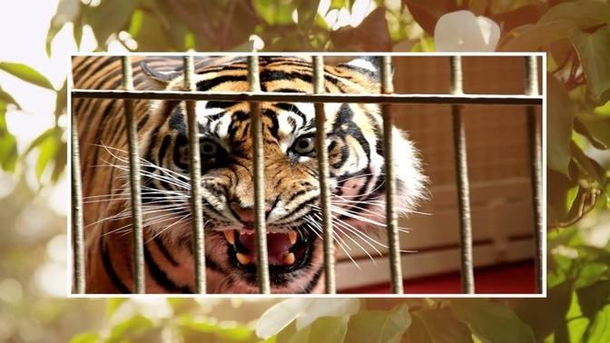 16 OCCASIONS WHEN A HUMAN FELL INTO A WILD ANIMAL ENCLOSURE IN A ZOO ...