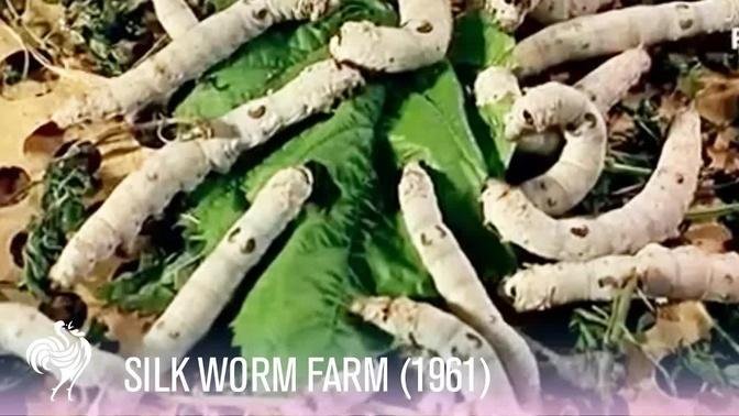 Garment Making Process at a Silk Worm Farm (1966) | Vintage Fashions