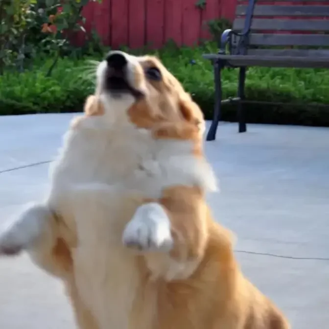 Fun and Frolics with Corgis