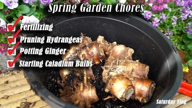 Spring Fertilizing || Pruning Hydrangeas || Planting Ginger & Caladium || Saturday Vlog