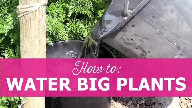 How to: Water big plants