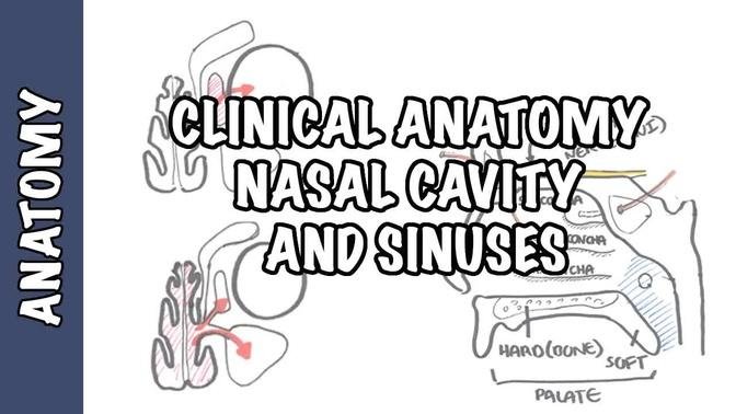 Clinical Anatomy  - Nasal Cavity and Sinuses