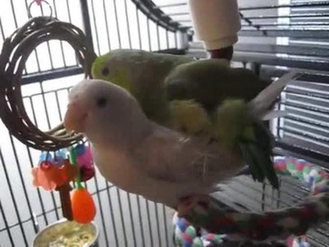 Parrotlets Mating