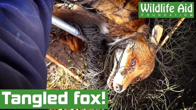 Furious FOX tries to bite at rescuer!