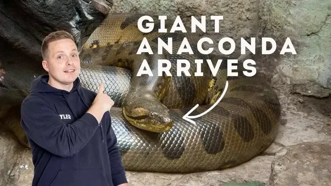 Giant Anaconda Arrives! | One Zoo Three!